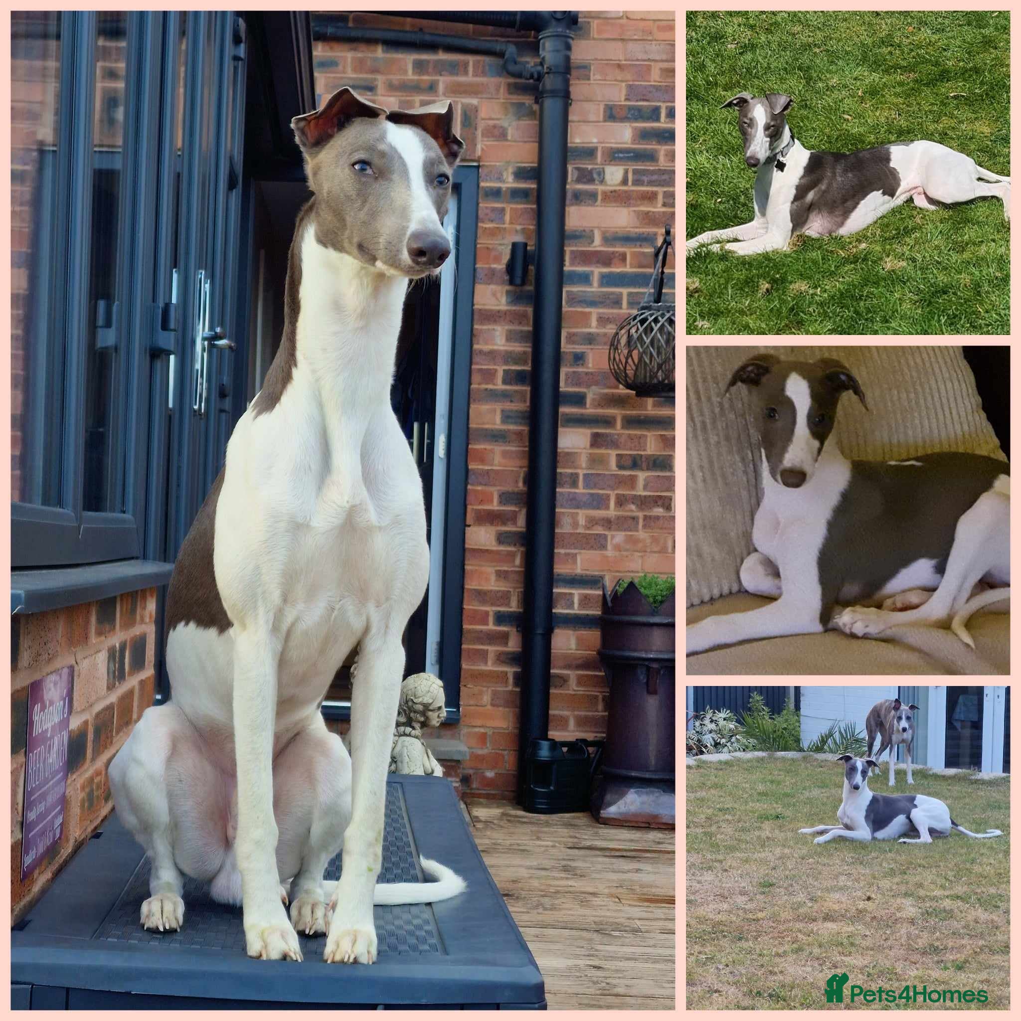 Whippet dogs Proven whippet for stud - Advert 23
