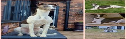 Whippet dogs for stud: Proven whippet for stud in Wakefield - Advert 3