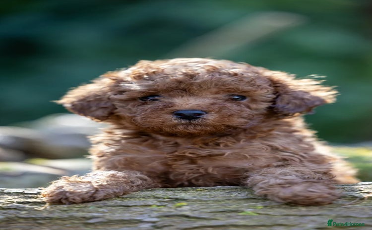 Toy Poodle dogs - Advert 4