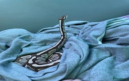 Python Snake reptiles for sale: Royal python with full set up - Image 5