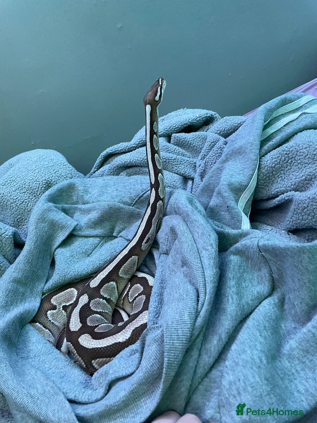 Python Snake reptiles for sale: Royal python with full set up - Image 5