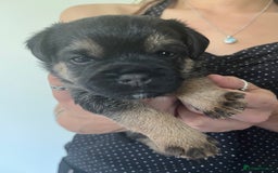 Border Terrier dogs for sale: Border Terrier pups - Blue & Tan - Image 2