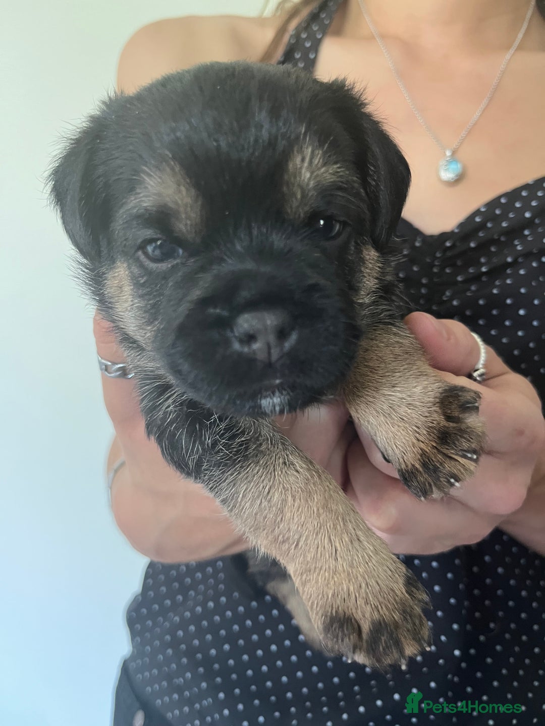 Border Terrier dogs for sale: Border Terrier pups - Blue & Tan - Image 2