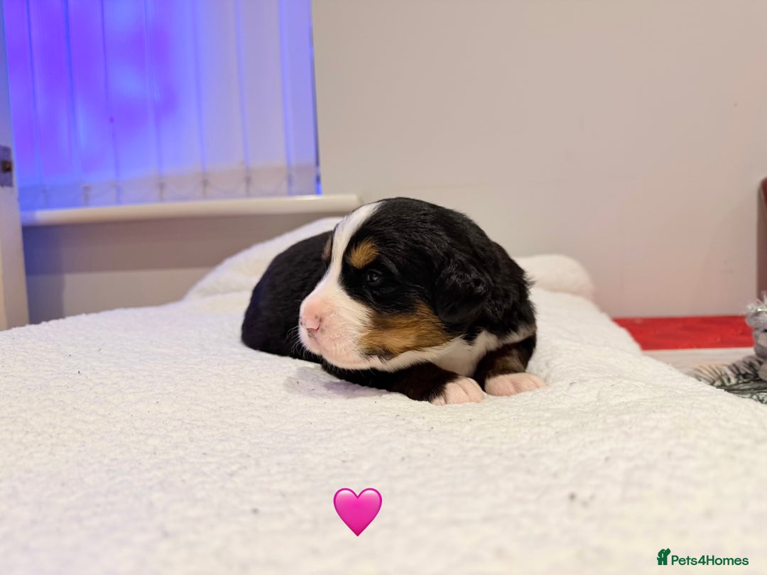 Bernese Mountain Dog dogs for sale: Stunning Pedigree Bernese Mountain Puppies - Advert 20
