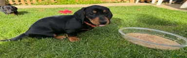 Miniature Dachshund 4