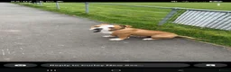 American Bulldog dogs for sale: American Bulldog boy puppy in Swansea - Advert 9