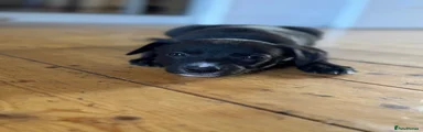 Whippet 4