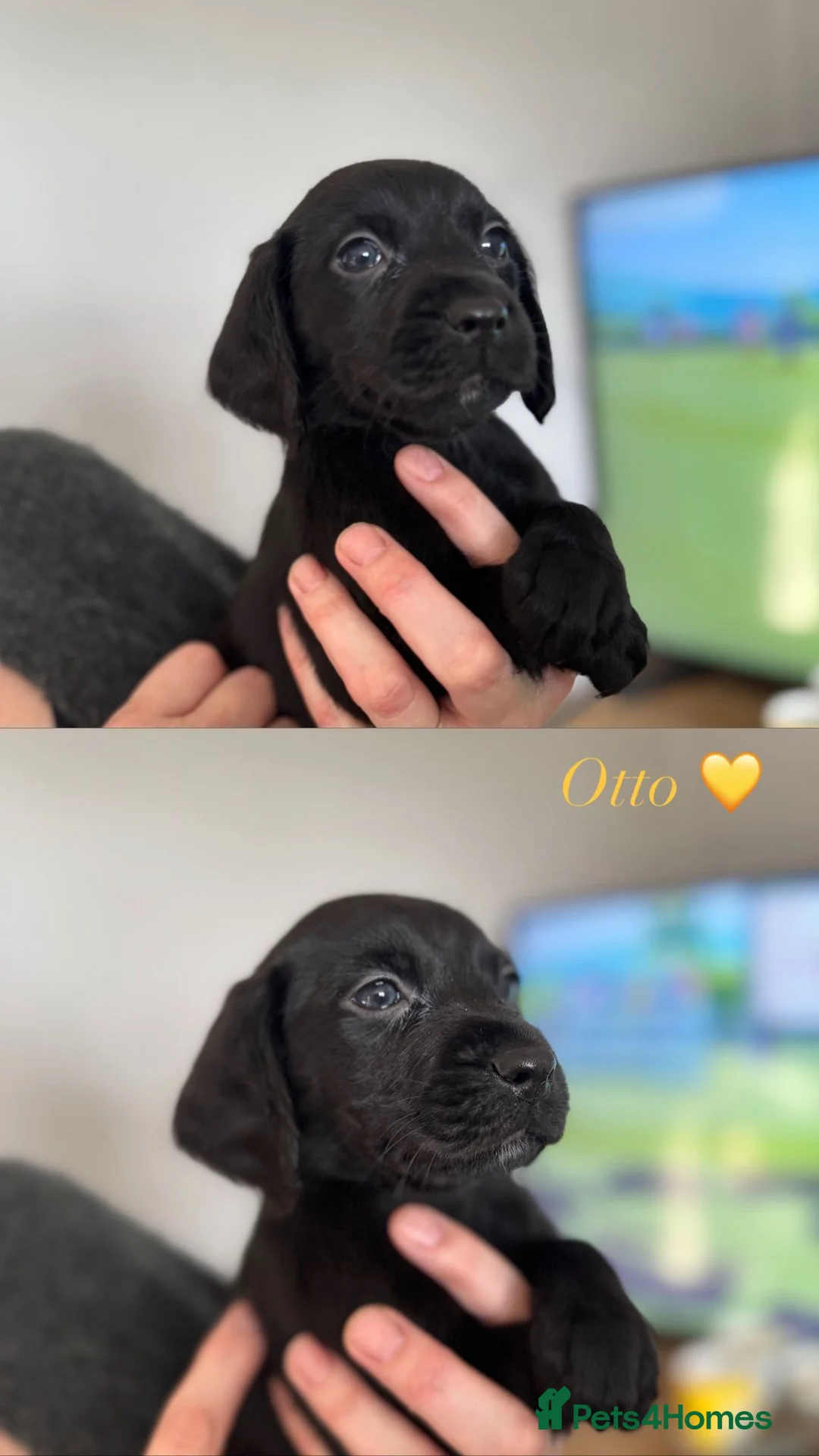 Cockerdor dogs for sale: Beautiful Gamekeeper Bred Working Cockerdors - Advert 4