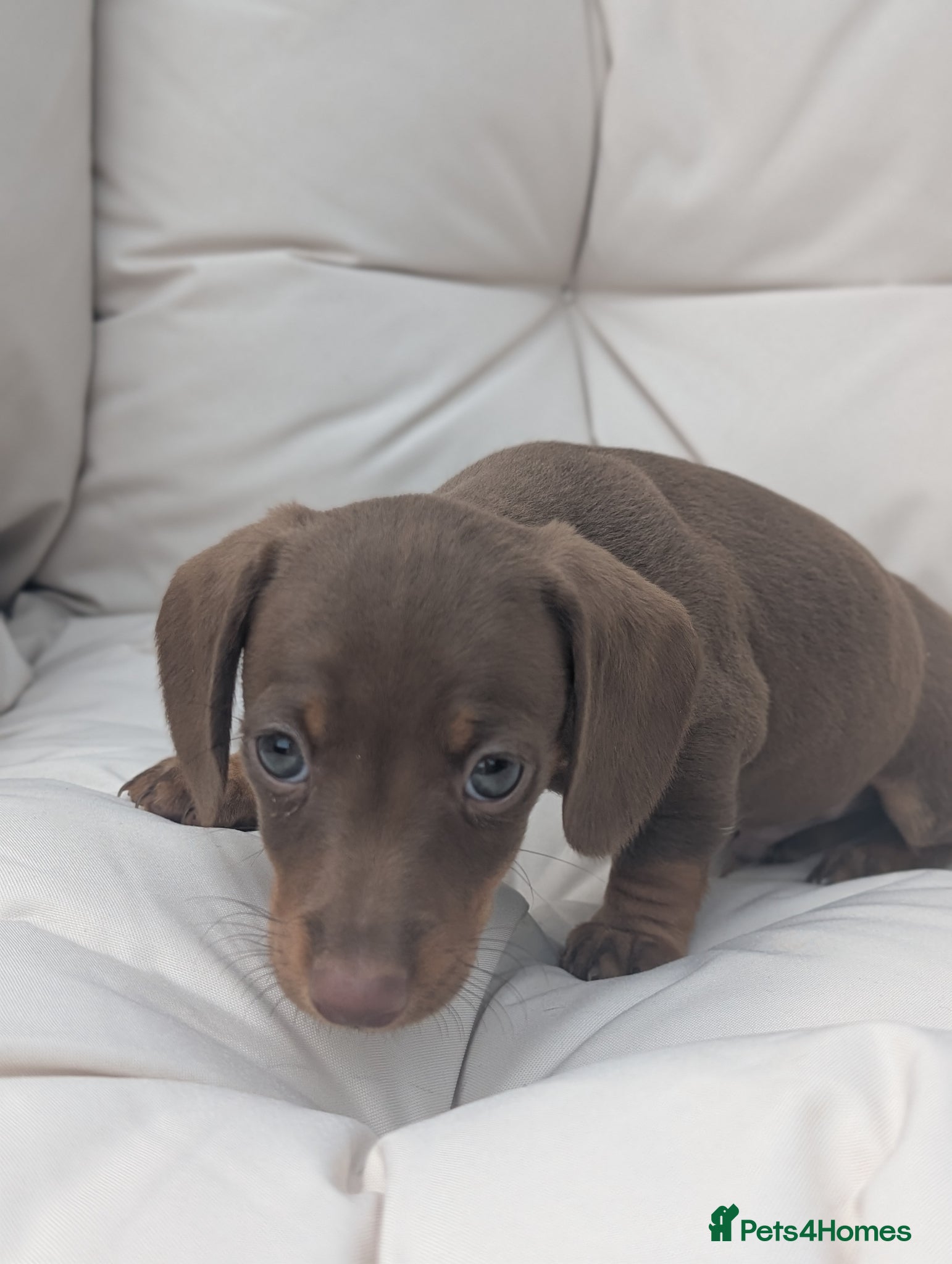 Miniature Dachshund dogs for sale: Longhaired and smooth miniature dachshunds  - Advert 5