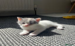 Mixed Breed cats for sale: Kittens for sale - Image 6