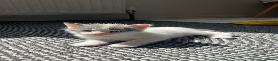 Mixed Breed Kitten 2