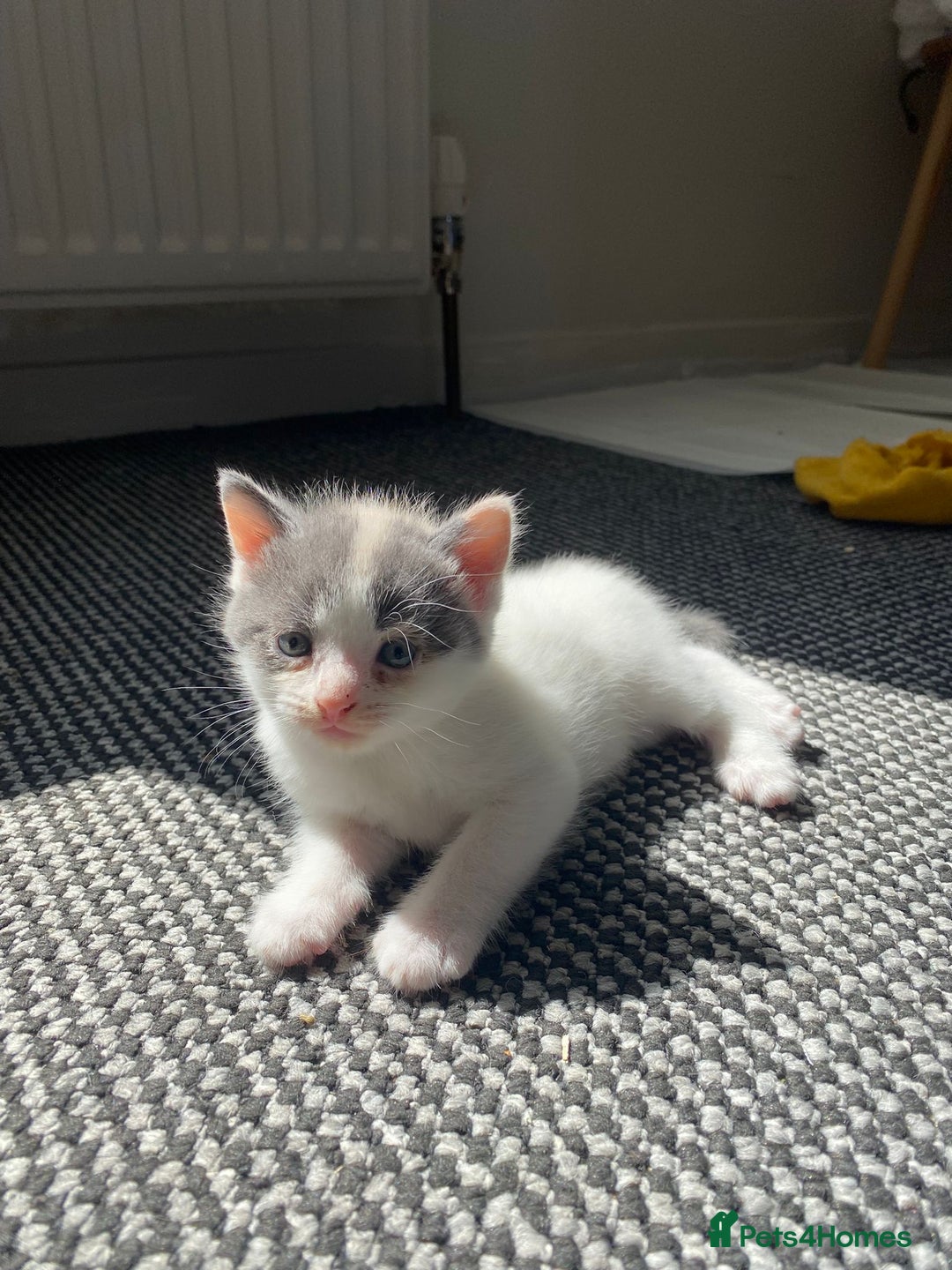 Mixed Breed cats for sale: Kittens for sale - Image 6