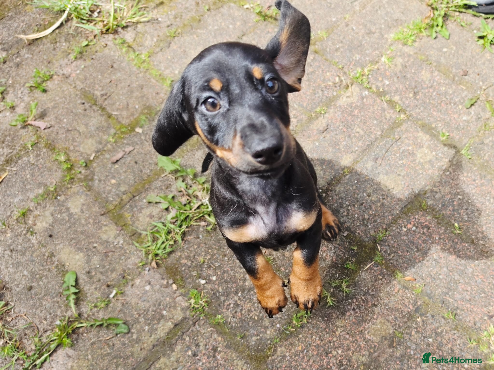 Dachshund dogs Mega cute half long haired dachshund puppies  - Advert 10