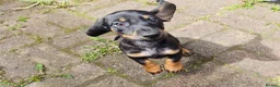 Dachshund dogs for sale: Mega cute half long haired dachshund puppies  - Advert 6