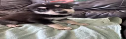 Mixed Breed dogs for sale: 7 beautiful siberian husky x labrador puppies - Advert 22