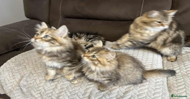 Siberian cats - Advert 10