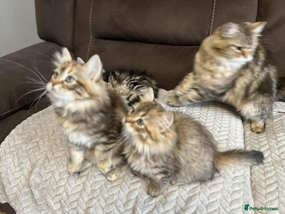 Siberian cats for sale: Purebred- Hypoallergenic Siberian Kittens - Image 2
