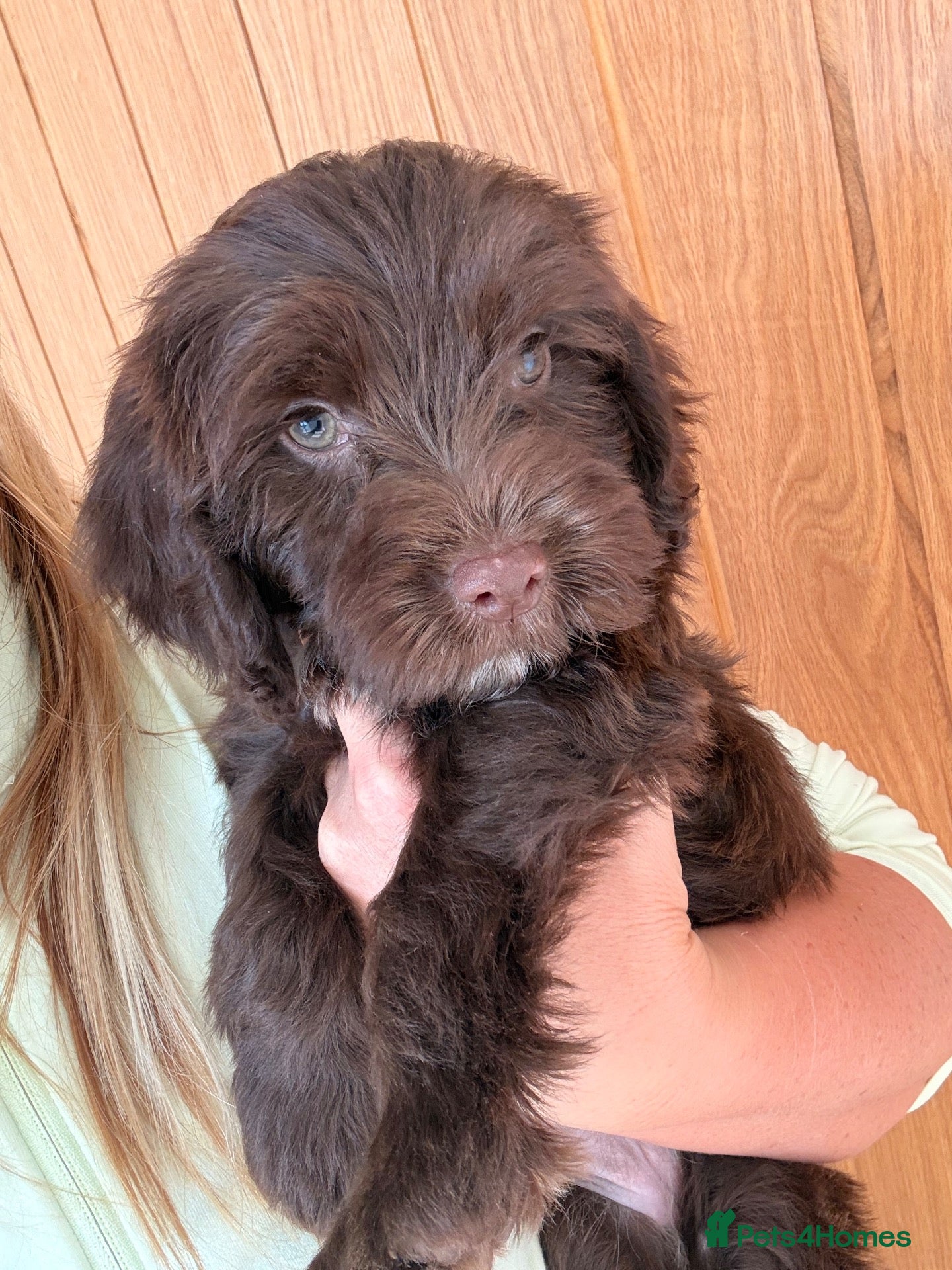 Cockapoo dogs ⭐ READY TO GO ⭐ Beautiful Cockapoo puppies.  - Advert 11