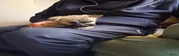 Cairn Terrier dogs for sale: 7 Adorable Cairn Terrier Pups - Advert 10