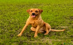 Labrador Retriever dogs for sale: Fox red Labrador puppy’s  - Image 6