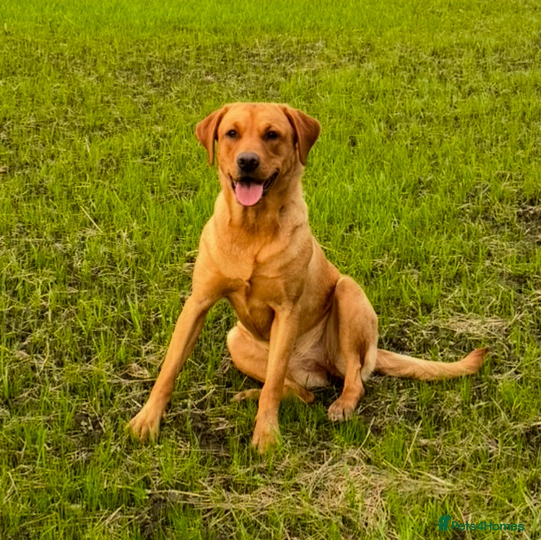 Labrador Retriever dogs for sale: Fox red Labrador puppy’s  - Image 6