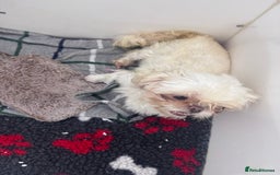 Shih Tzu dogs for sale: Creams shihtzus 5* puppies  - Image 9