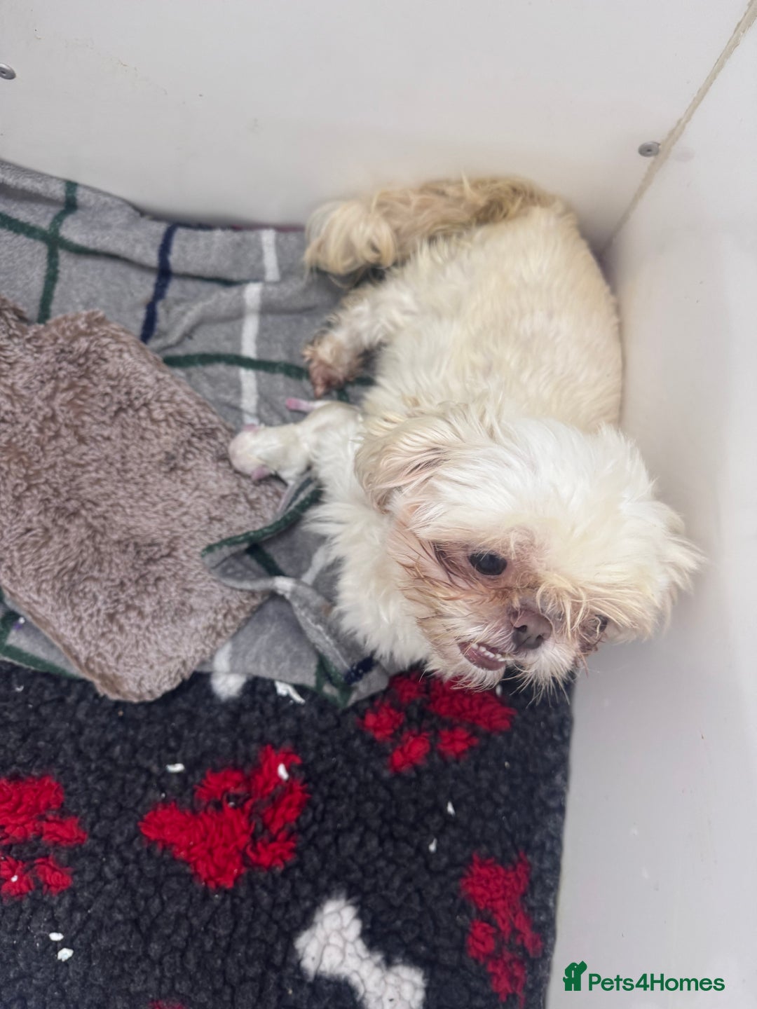 Shih Tzu dogs for sale: Creams shihtzus 5* puppies  - Image 9