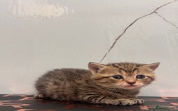 British Shorthair cats for sale: Cute British Short Haired Baby Kittens 🐈‍⬛  - Advert 5