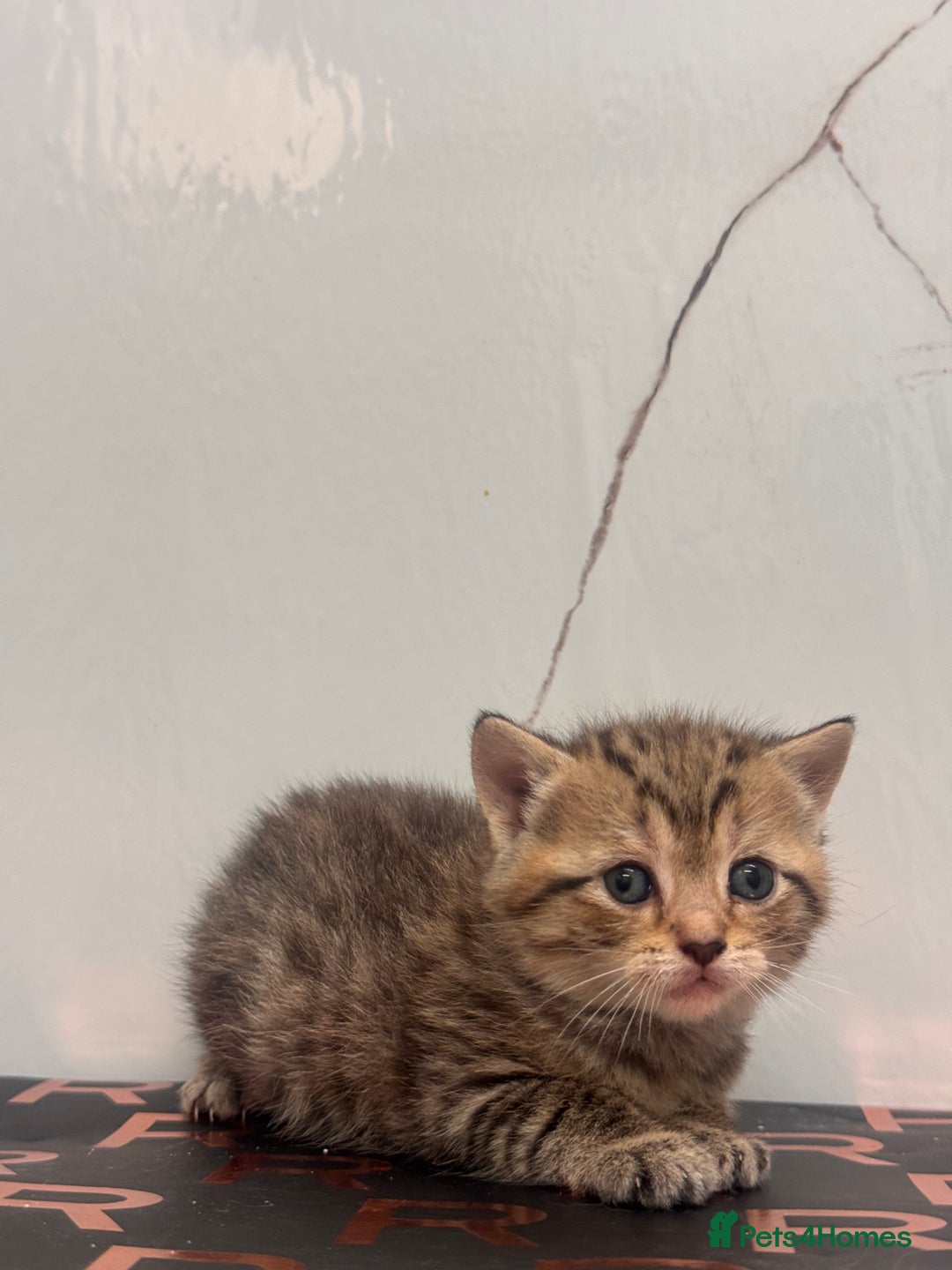 British Shorthair cats for sale: Cute British Short Haired Baby Kittens 🐈‍⬛  - Advert 5