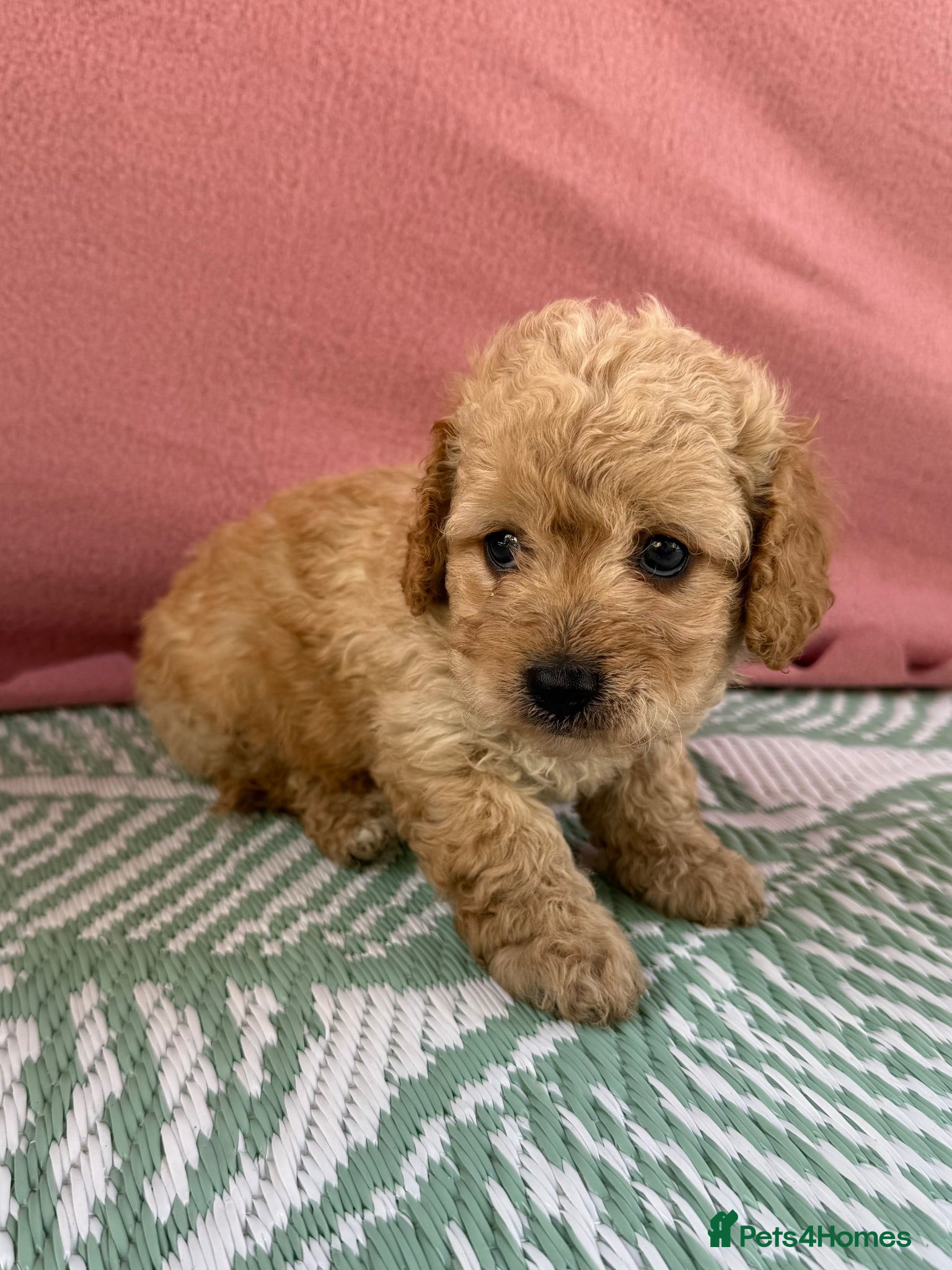 Cavapoo dogs Adorable F1B Cavapoo puppies PRA CLEAR! - Advert 1