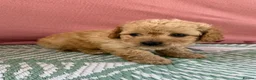 Cavapoo dogs for sale: Adorable F1B Cavapoo puppies PRA CLEAR! - Advert 1