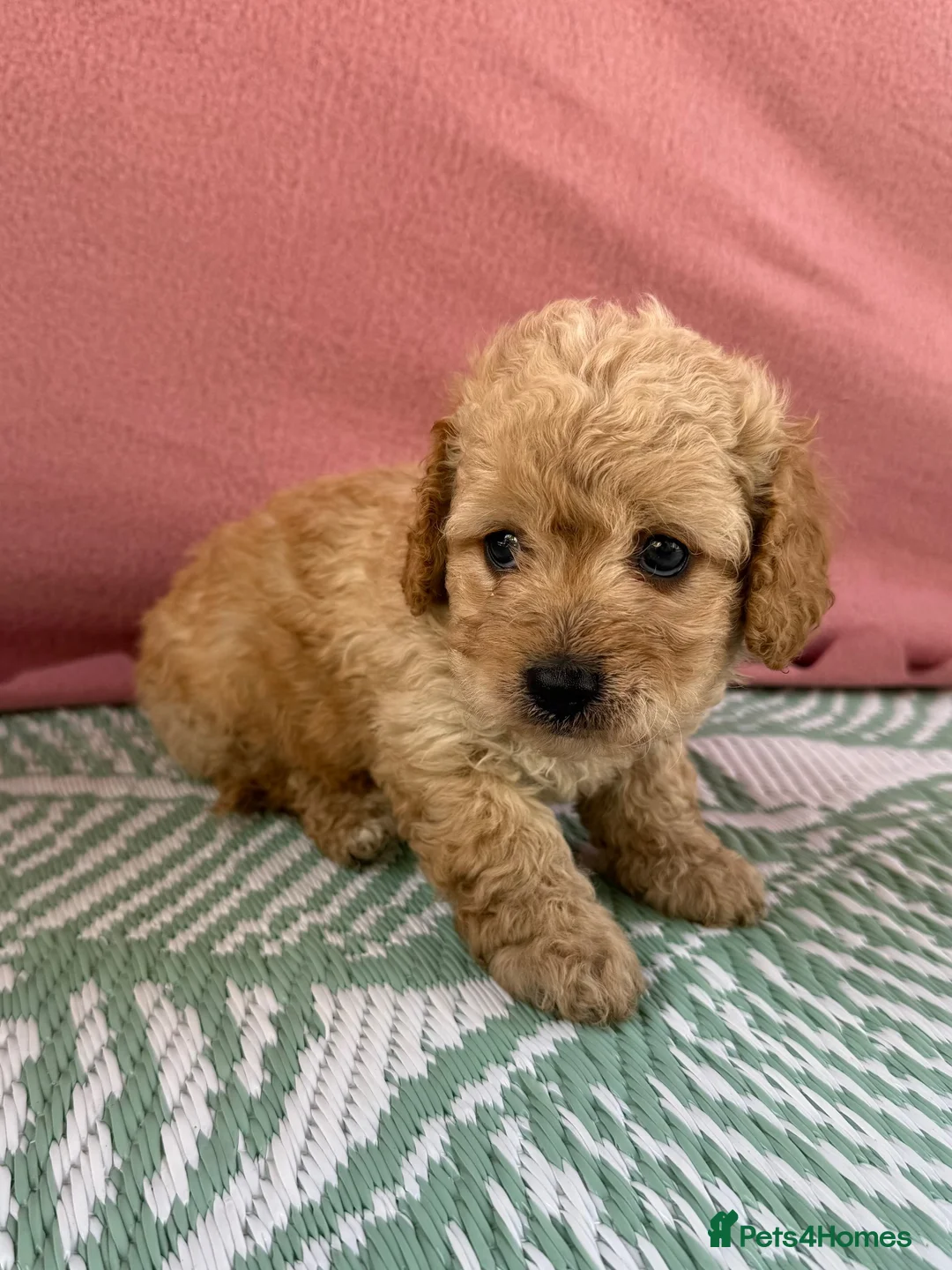 Cavapoo dogs for sale: Adorable F1B Cavapoo puppies PRA CLEAR! - Advert 1