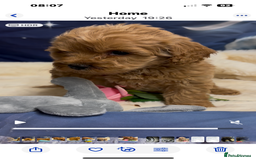 Cockapoo dogs for sale: 🐶 Gorgeous F1 Cockapoo Puppies –  Vet Checked  - Image 4