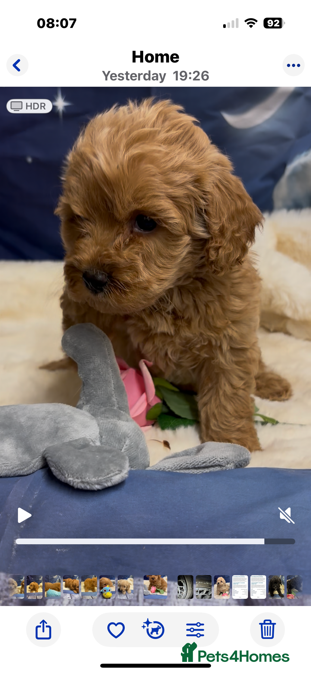 Cockapoo dogs for sale: 🐶 Gorgeous F1 Cockapoo Puppies –  Vet Checked  - Image 4