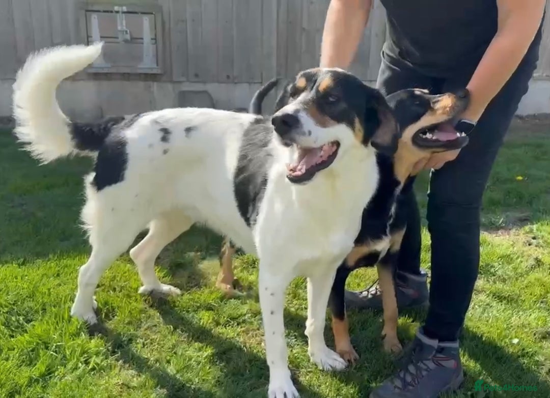 Mixed Breed dogs for adoption: Treacle is waiting for someone to love him 💔 - Advert 14