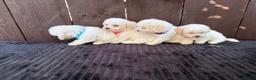 Miniature Poodle dogs for sale: Miniature poodles 2 boys 2 girls  - Advert 11