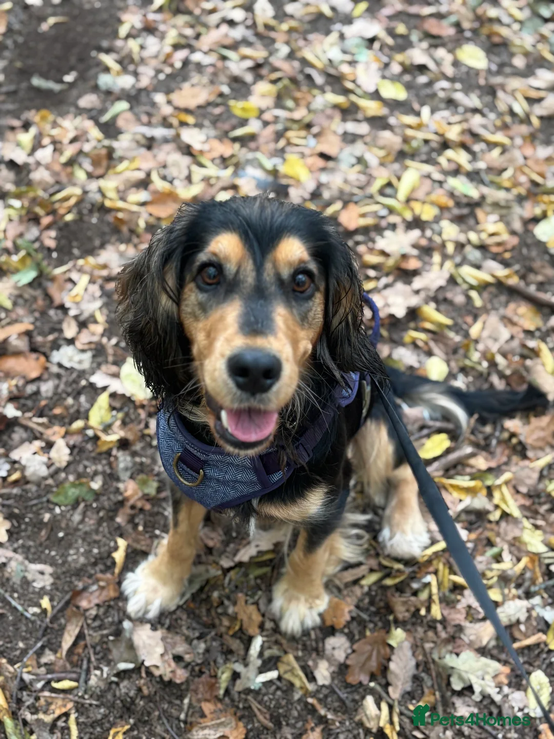 Cockerdor dogs for sale: Hector 2 year old Cockerdor  - Advert 3