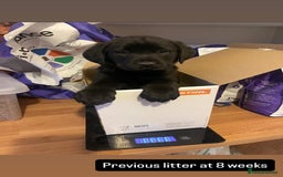 Labrador Retriever dogs for sale: Labrador Retriever Puppies  - Image 7