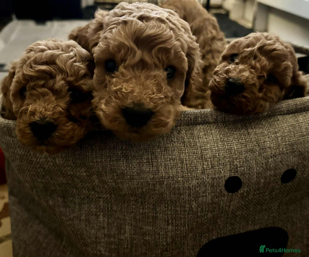 Cockapoo dogs for sale: F1 cockapoo  - Advert 12