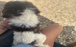 Cockapoo dogs for sale: Hi for sale is my 2 cockapoo puppy’s  - Image 5