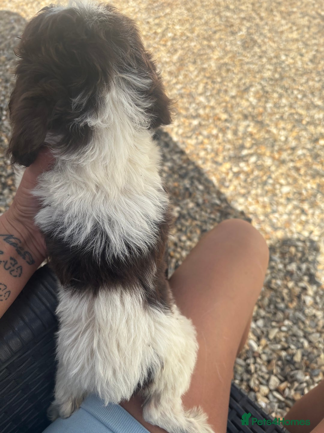 Cockapoo dogs for sale: Hi for sale is my 2 cockapoo puppy’s  - Image 5
