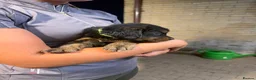 Golden Mountain Dog dogs for sale: Golden retriever x Bernese mountain dogd - Advert 7
