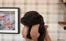 Australian Labradoodle dogs for sale: Home raised, DNA tested, Australian Labradoodles - Image 16