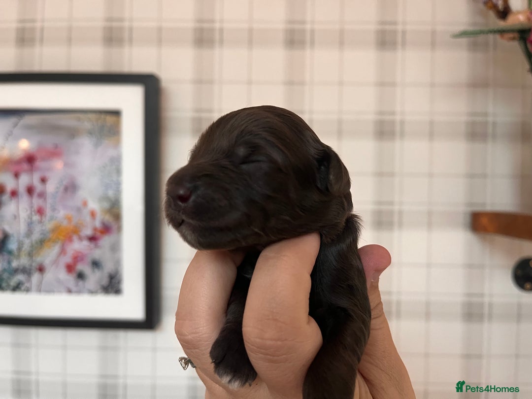 Australian Labradoodle dogs for sale: Home raised, DNA tested, Australian Labradoodles - Image 16