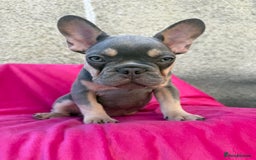 French Bulldog dogs for sale: 🔥READY TODAY Quality KC French Bulldog Puppies✨🔥 - Image 6