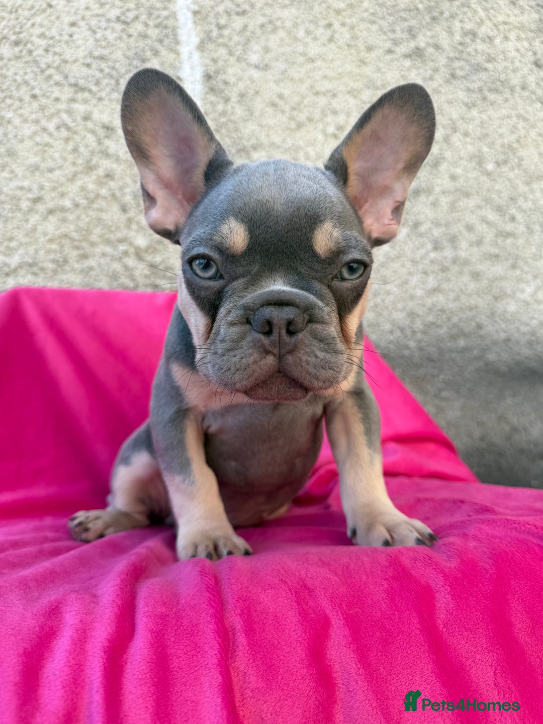 French Bulldog dogs for sale: 🔥READY TODAY Quality KC French Bulldog Puppies✨🔥 - Image 6