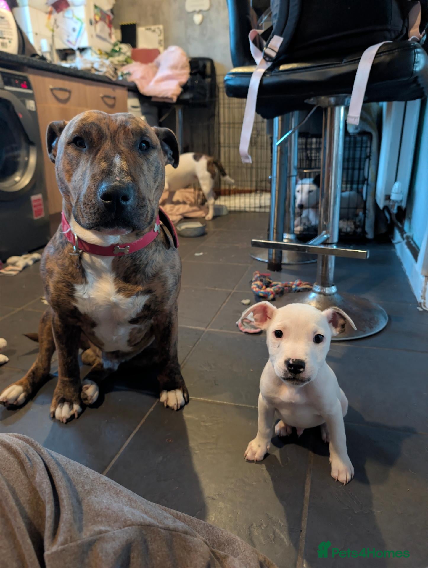 Mixed Breed dogs **READY NOW** Last male puppy - Advert 2
