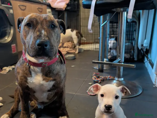 Mixed Breed dogs for sale: **READY NOW** Last male puppy - Advert 2