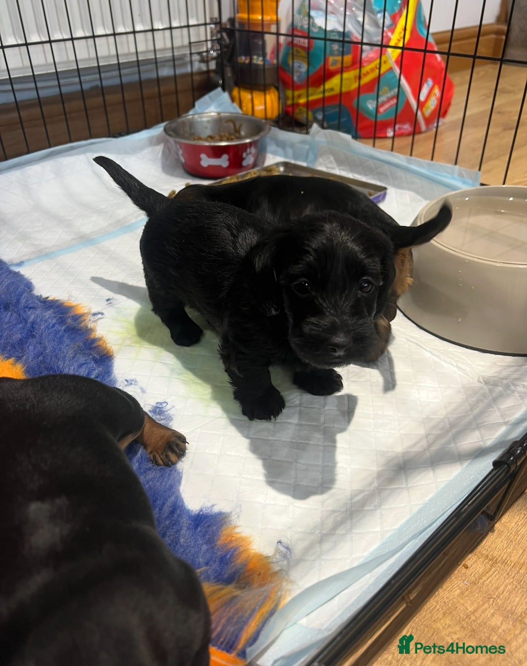 Miniature Dachshund dogs for sale: **Exceptionally well Raised Miniature Dachshunds** - Advert 15