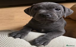 Staffordshire Bull Terrier dogs for sale: READY NOW 1 gorgeous blue staffy puppy left  - Image 1